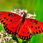 45238267_441361279725841_517065756941221888_n