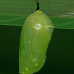 45367042_350385198865951_1473867303782187008_n