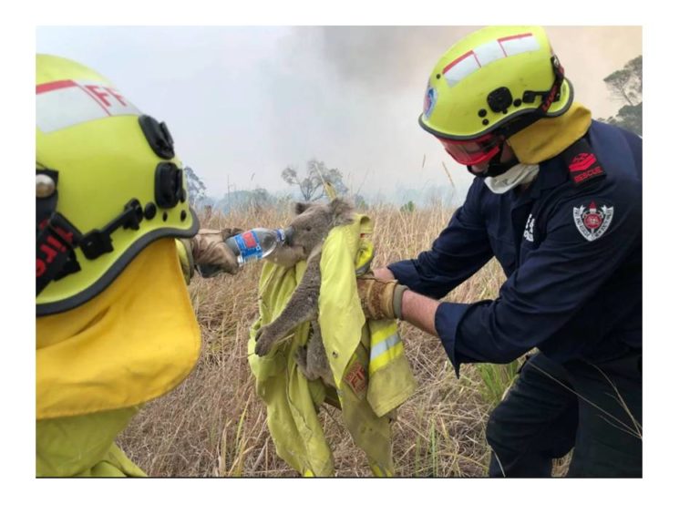 Devastador: ya murieron 480 millones de animales en los incendios en Australia