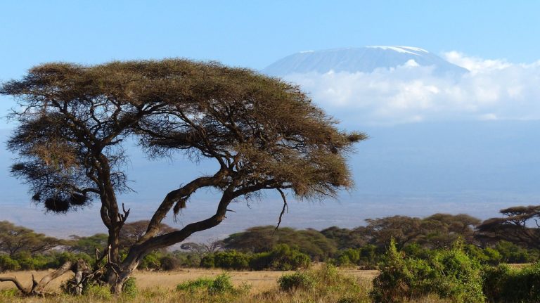 Kenya golpeada por los peores enjambres de langosta en 70 años