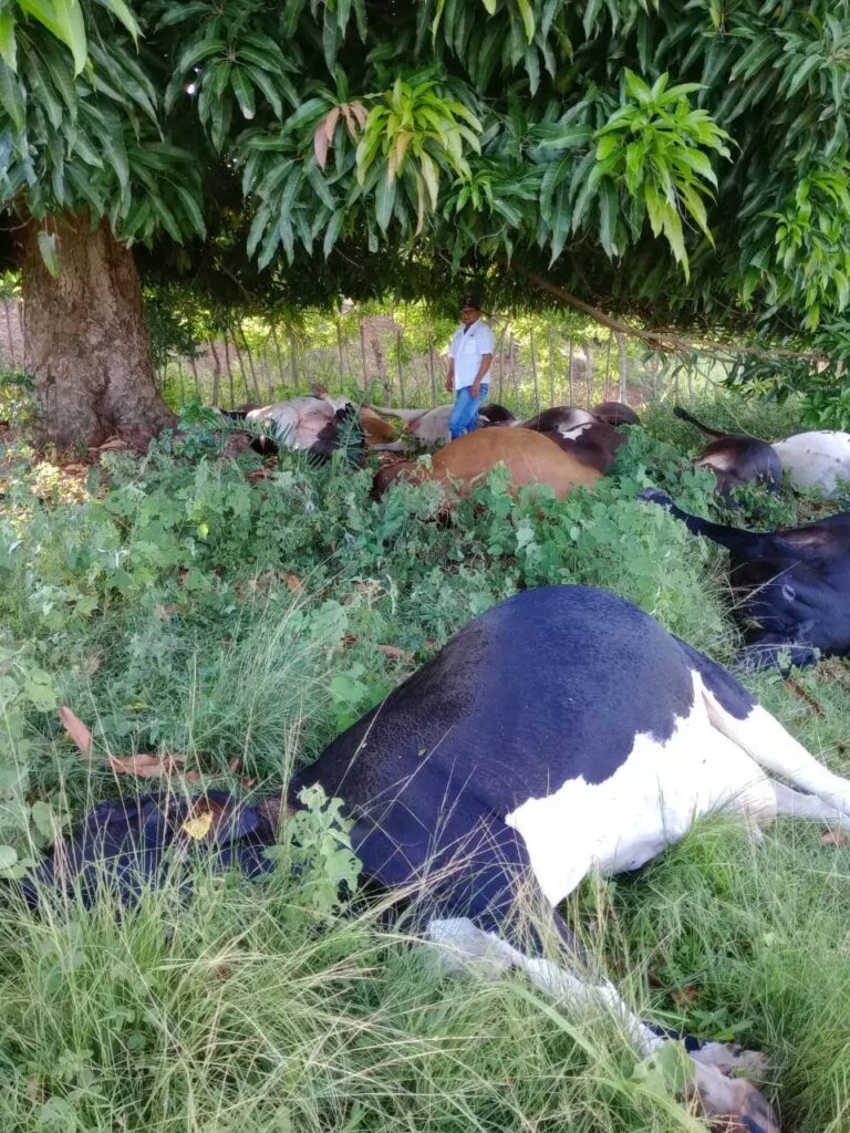 Rayo mata 12 vacas preñadas 4 de producción lechera y un padrote en Dajabón